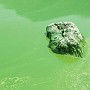 Blue Algae In Dian Lake 03